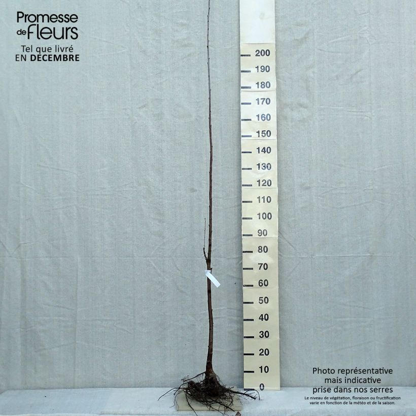 Amostra de Prunus avium Raízes nuas tal como entregue no inverno