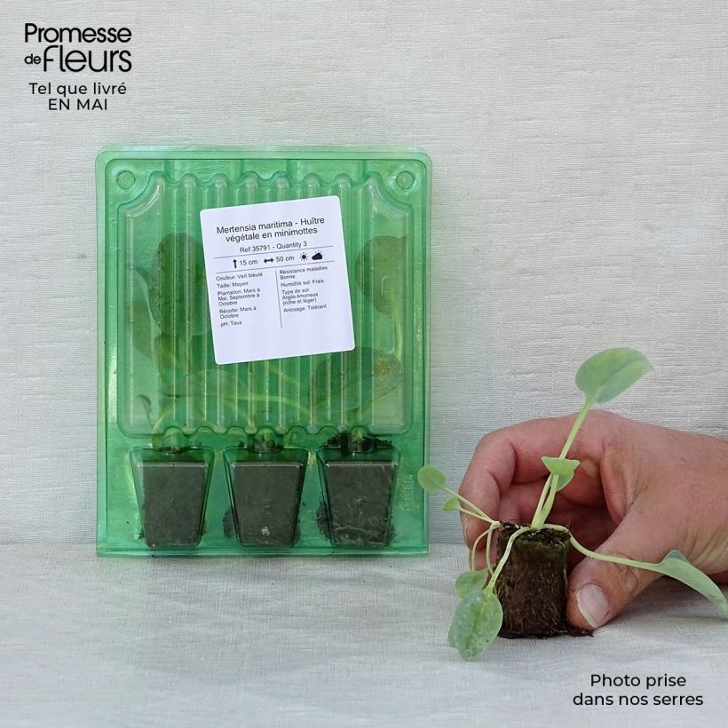 Amostra de Mertensia maritima - Huître végétale   Mini-torrão Ø 3/4 cm tal como entregue na primavera