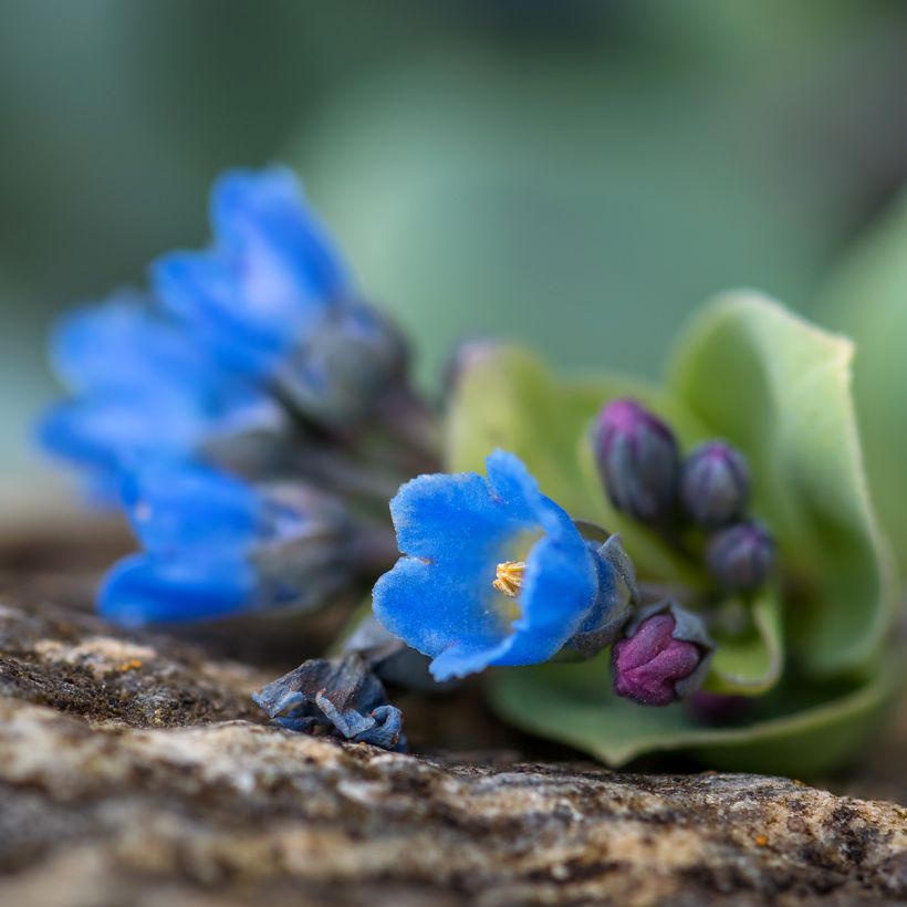 Mertensia maritima, Ostra vegetal - Sementes (Floração)