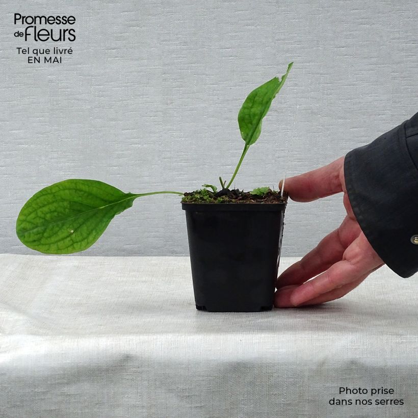 Amostra de Mertensia virginica Vaso de 8/9 cm tal como entregue na primavera