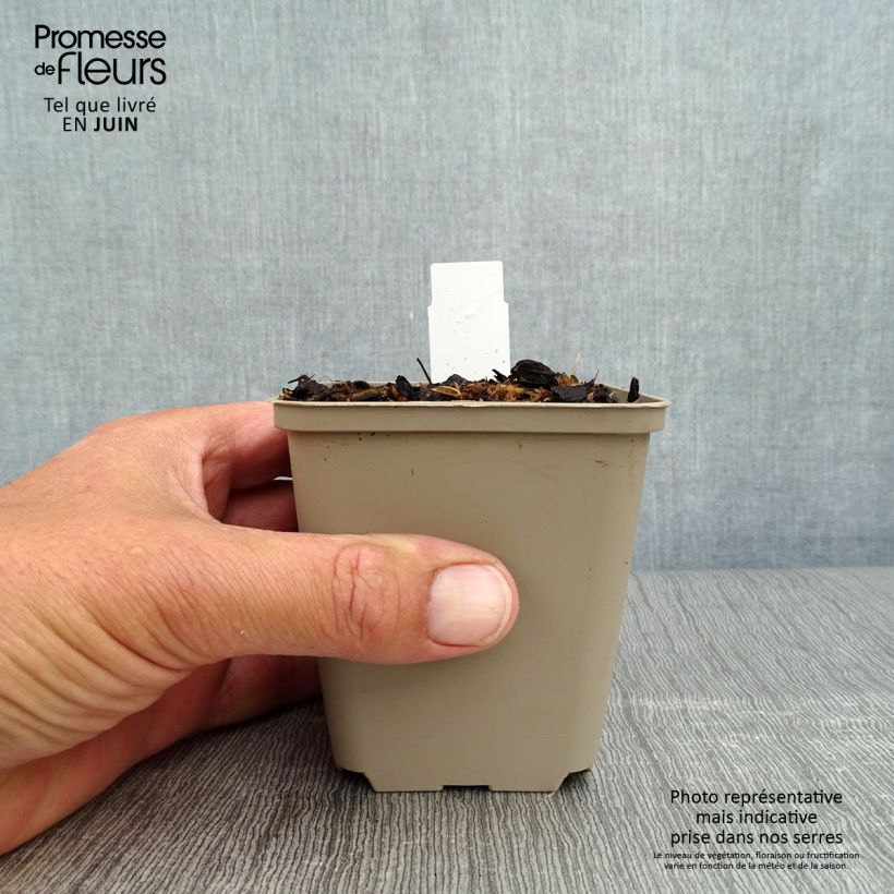 Amostra de Mertensia virginica Vaso de 8/9 cm tal como entregue no verão