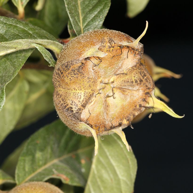 Nespereira-europeia Macrocarpa (Colheita)