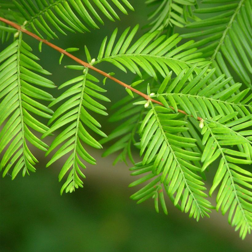 Metasequoia glyptostroboides (Folhagem)