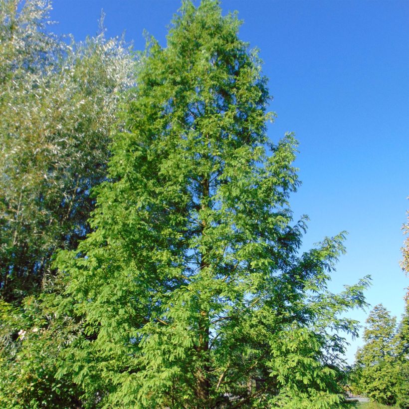 Metasequoia glyptostroboides (Hábito)