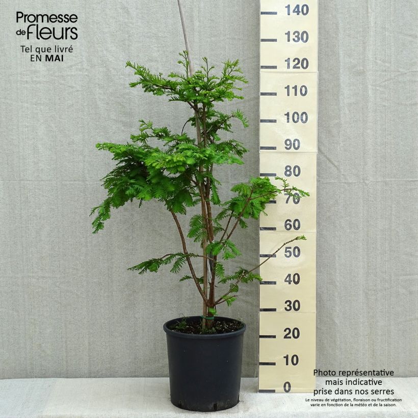Amostra de Metasequoia glyptostroboides Chubby Vaso de 12 L/15 L tal como entregue na primavera