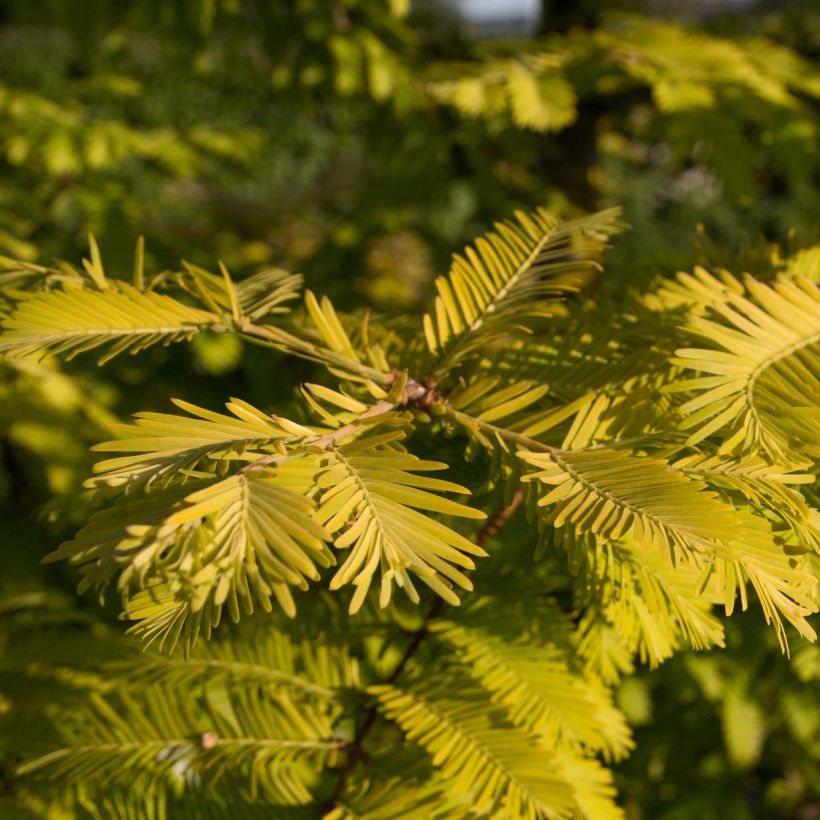 Metasequoia glyptostroboides Gold Rush (Folhagem)