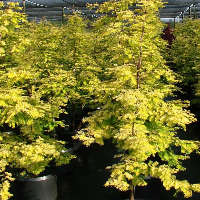 Metasequoia glyptostroboides Gold Rush (Hábito)