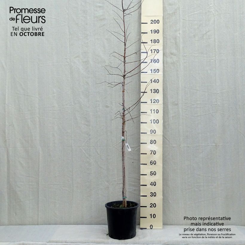 Amostra de Metasequoia glyptostroboides Gold Rush Vaso de 12 L/15 L tal como entregue no outono