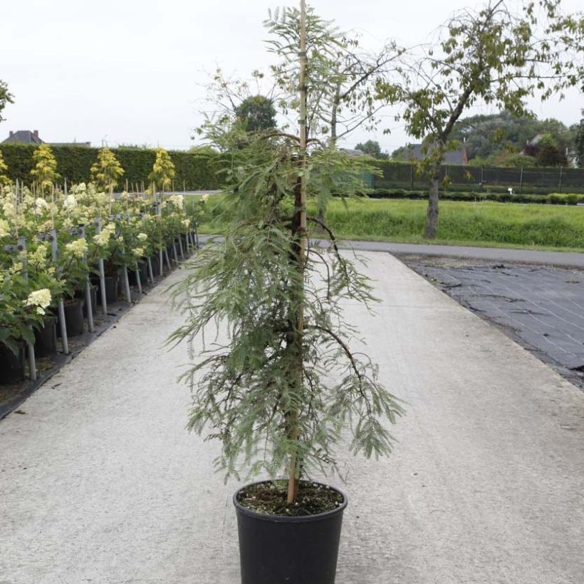 Metasequoia glyptostroboides Miss Grace (Hábito)