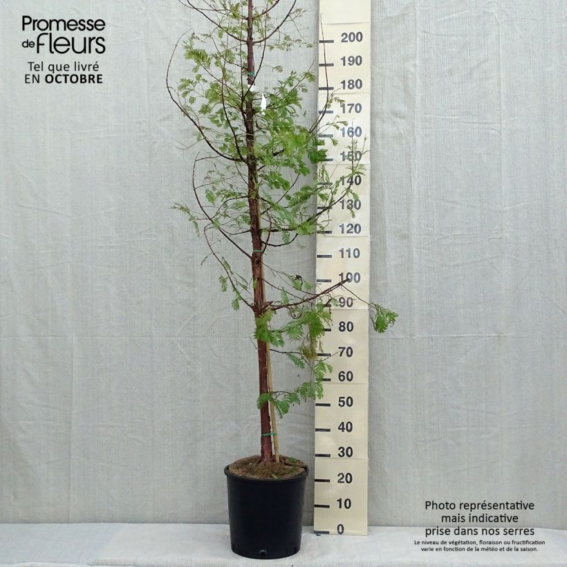 Amostra de Metasequoia glyptostroboides Vaso de 18 L/20 L tal como entregue no outono