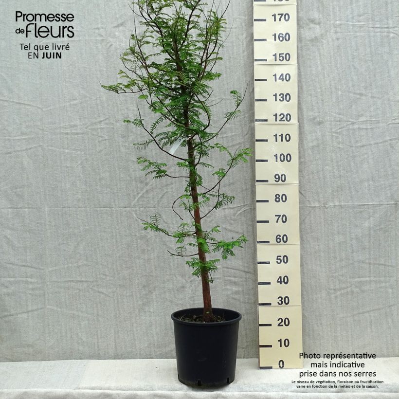 Amostra de Metasequoia glyptostroboides Vaso de 18 L/20 L tal como entregue na primavera