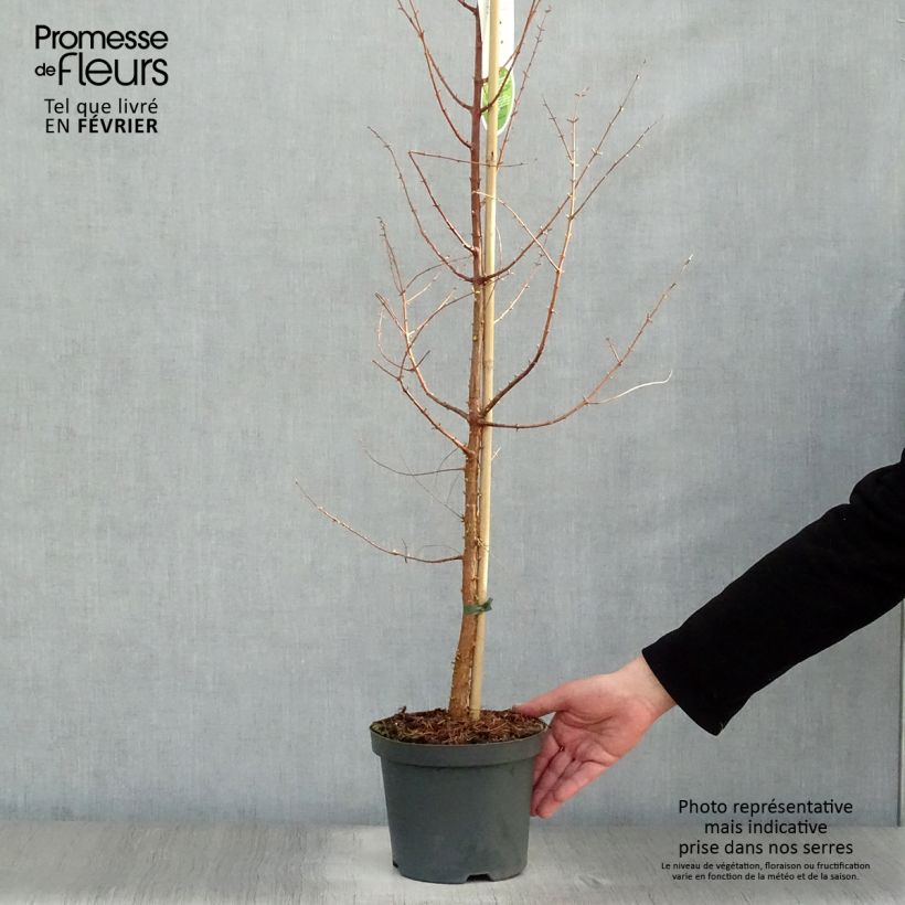 Amostra de Metasequoia glyptostroboides Vaso de 3 L/4 L tal como entregue no inverno