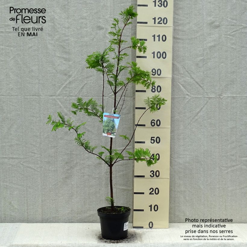 Amostra de Metasequoia glyptostroboides Vaso de 3 L/4 L tal como entregue na primavera