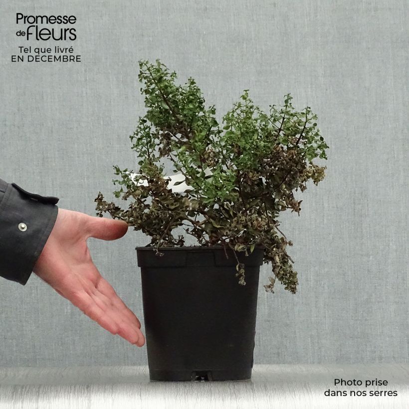 Amostra de Metrosideros Ferris Wheel Vaso de 3 L/4 L tal como entregue no inverno