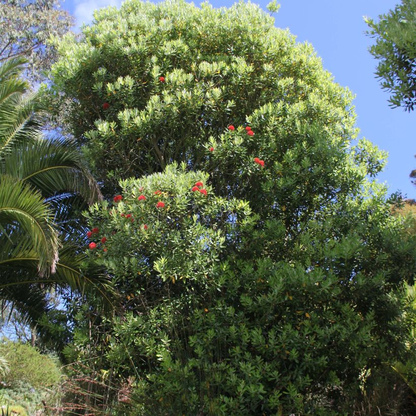 Metrosídero subtomentosa Mistral (Hábito)