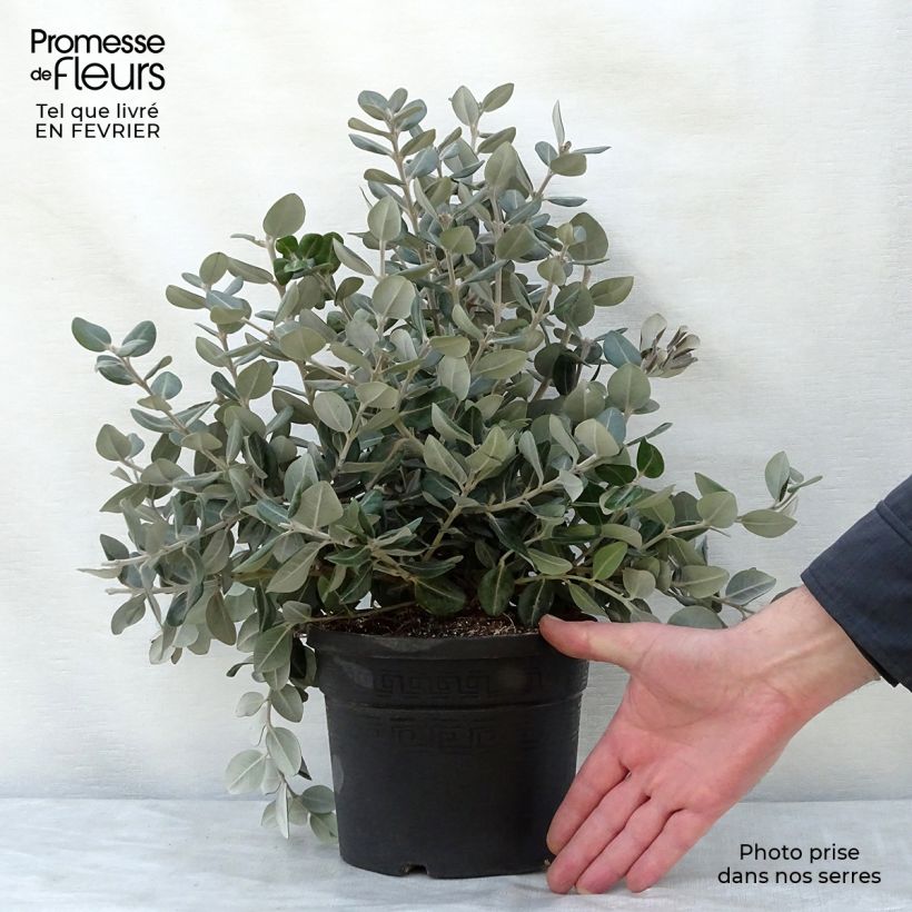 Amostra de Metrosideros excelsa Vaso de 3 L/4 L tal como entregue no inverno