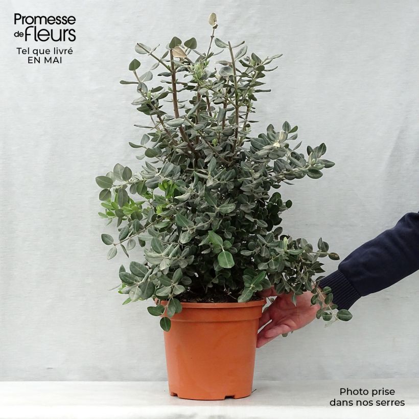 Amostra de Metrosideros excelsa Vaso de 7,5 L/10 L tal como entregue na primavera