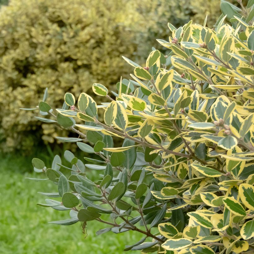 Metrosídero excelsa Aurea (Folhagem)