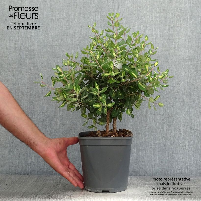 Amostra de Pohutukawa kermadecensis Aureomarginata Vaso de 4 L/5 L tal como entregue no outono