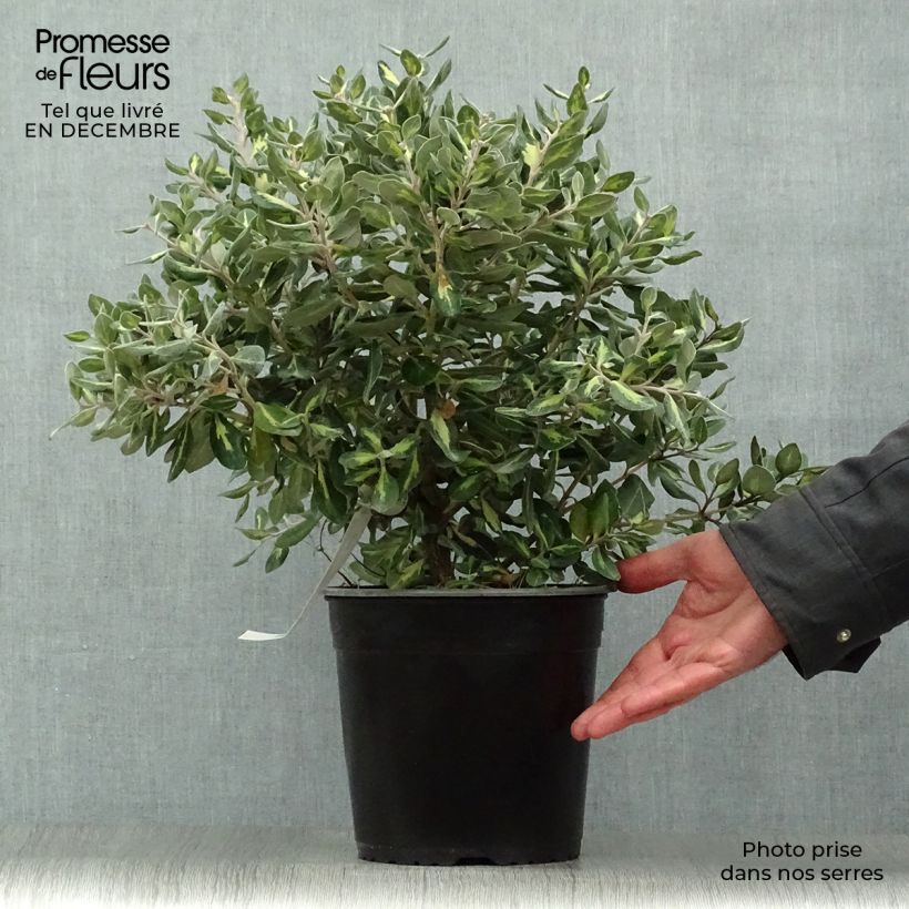 Amostra de Metrosideros kermadecensis Sunninghill Vaso de 4 L/5 L tal como entregue no inverno