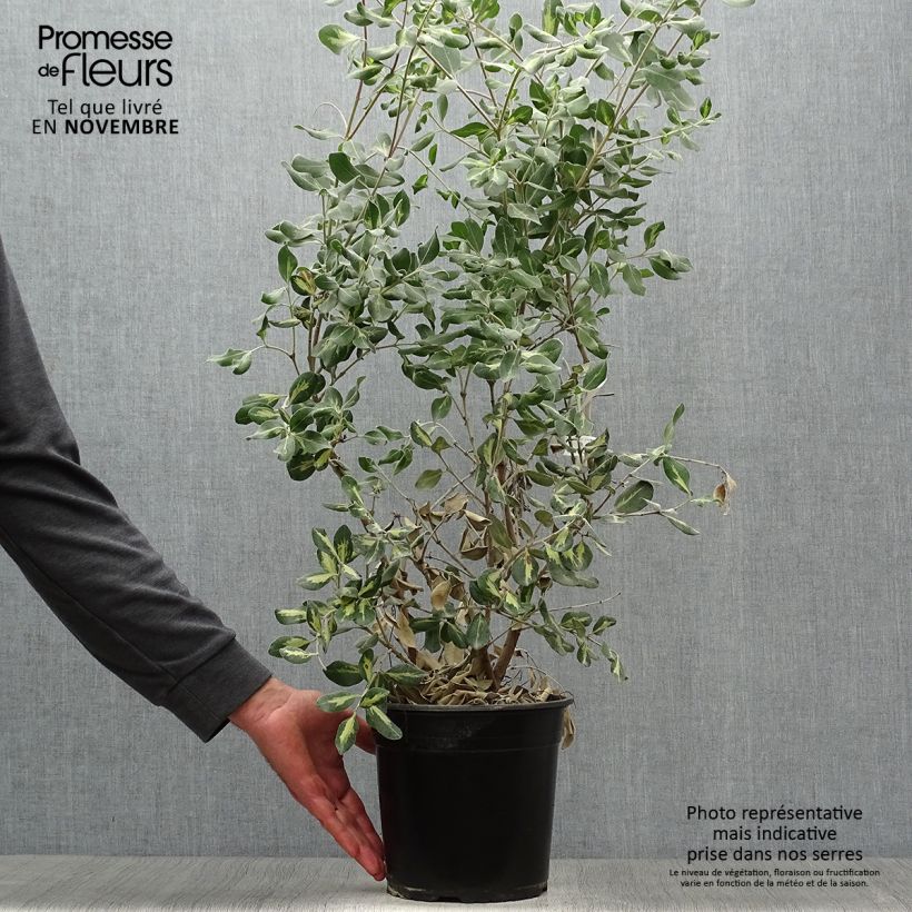 Amostra de Pohutukawa kermadecensis Sunninghill Vaso de 4 L/5 L tal como entregue no outono