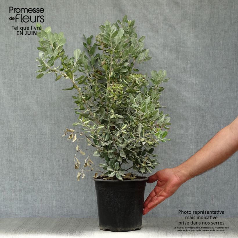 Amostra de Pohutukawa kermadecensis Sunninghill Vaso de 4 L/5 L tal como entregue no verão