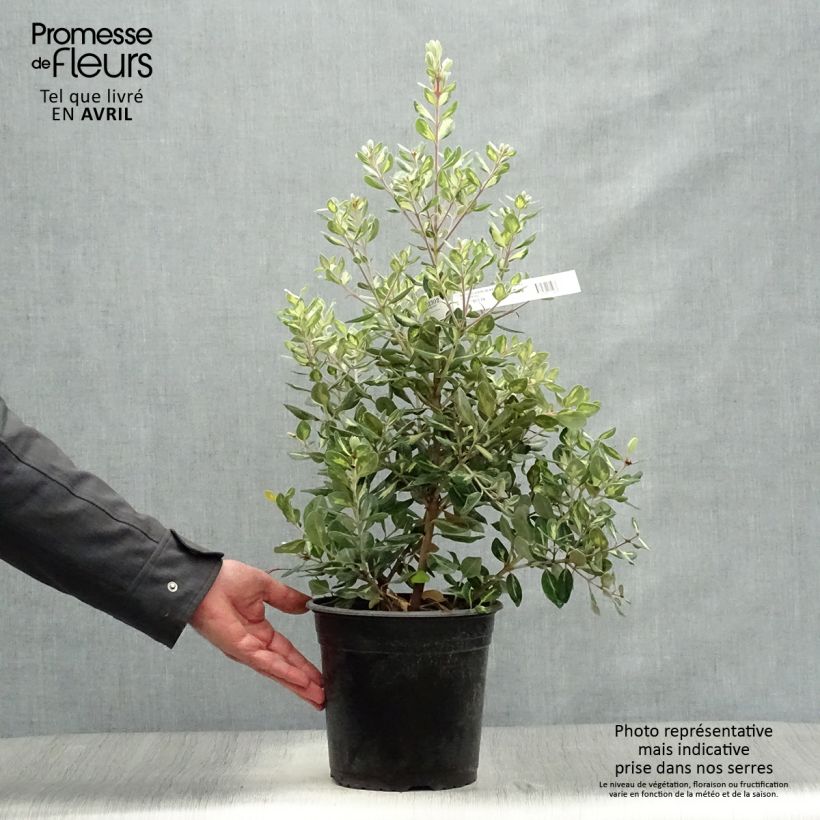 Amostra de Pohutukawa kermadecensis Sunninghill Vaso de 4 L/5 L tal como entregue na primavera