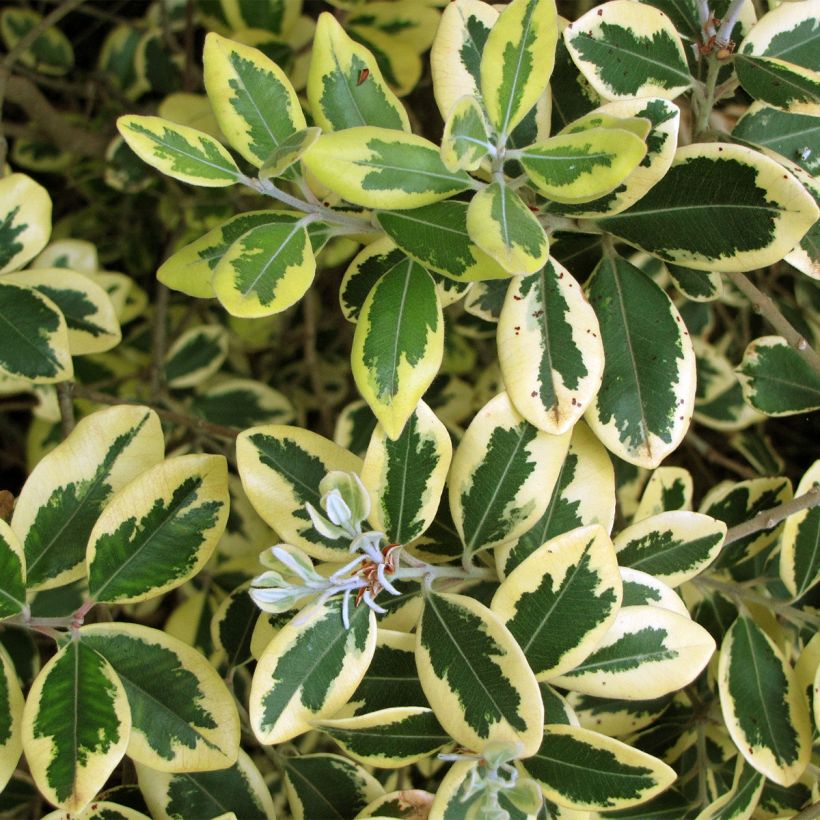 Pohutukawa kermadecensis Sunninghill (Folhagem)