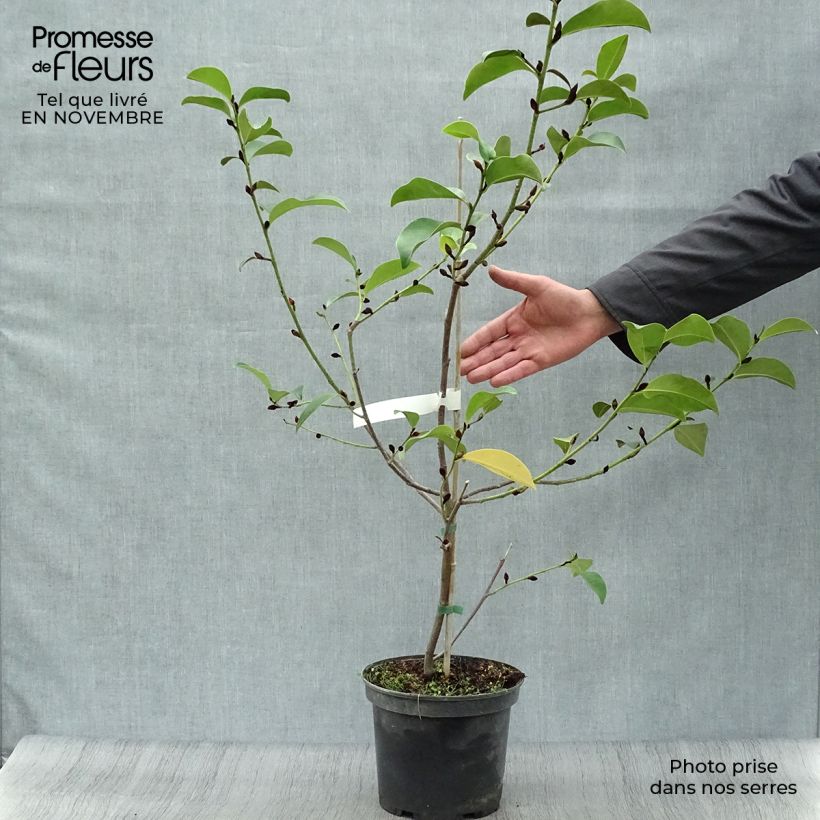 Amostra de Magnolia Fairy Lime Vaso de 4 L/5 L tal como entregue no outono