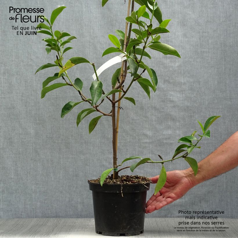 Amostra de Magnolia Fairy Lime Vaso de 4 L/5 L tal como entregue no verão