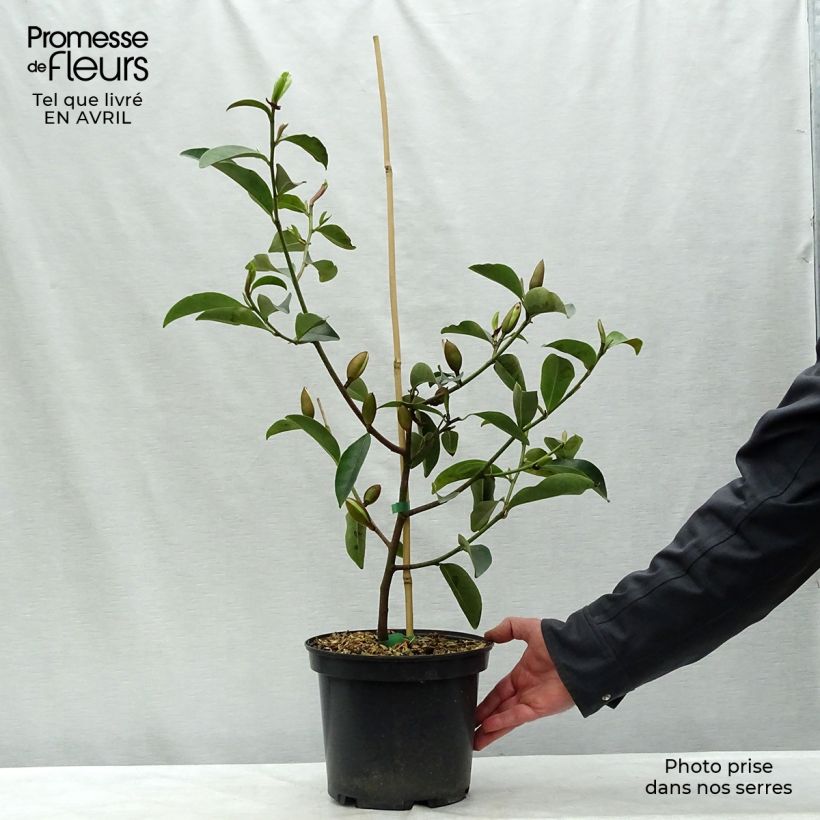 Amostra de Magnolia Fairy Lime Vaso de 4 L/5 L tal como entregue na primavera