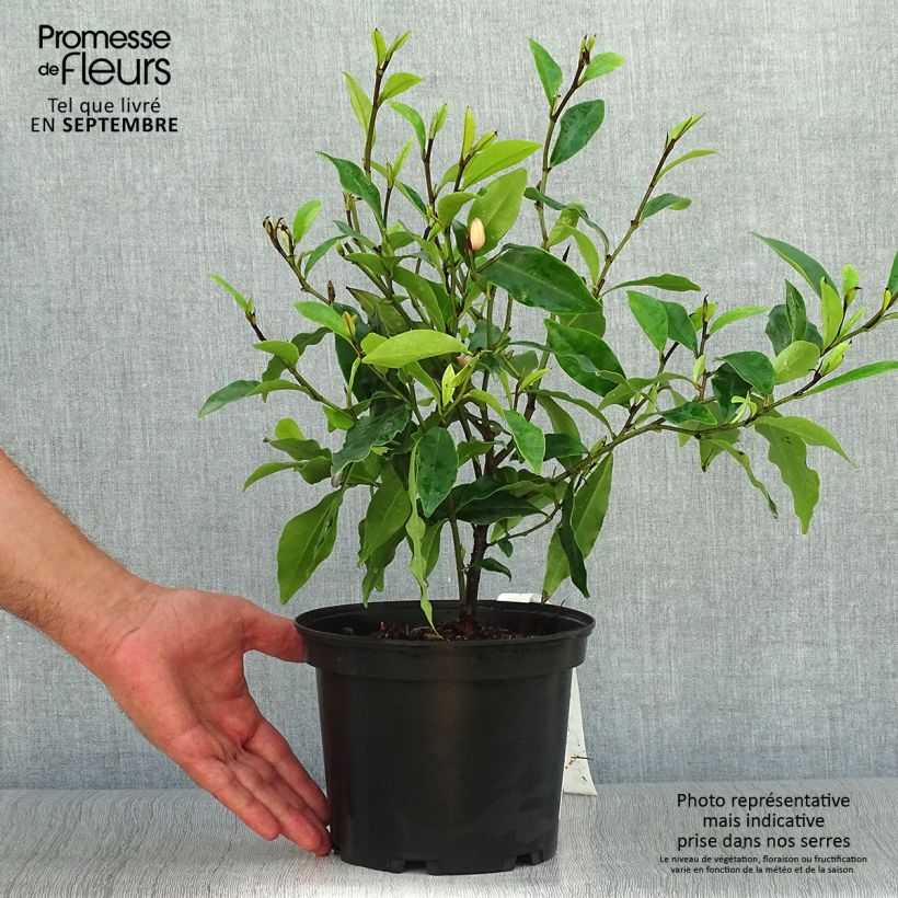 Amostra de Magnolia figo - Magnólia-banana Vaso de 2 L/3 L tal como entregue no outono