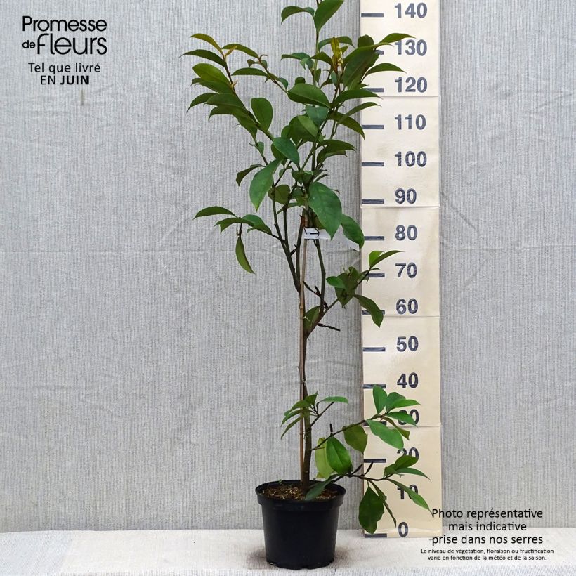 Amostra de Magnolia Allspice  - Magnólia-banana Vaso de 4 L/5 L tal como entregue no verão