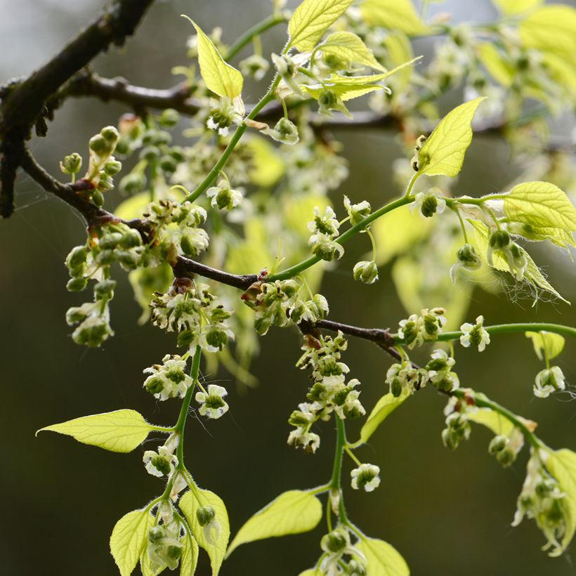 Celtis occidentalis (Floração)