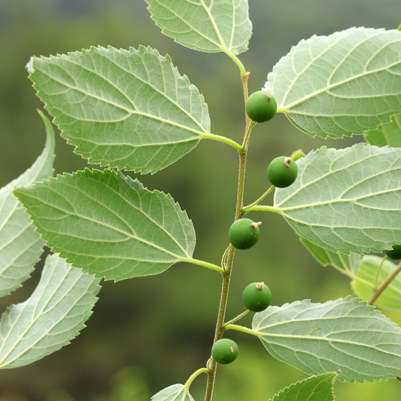Celtis occidentalis (Colheita)