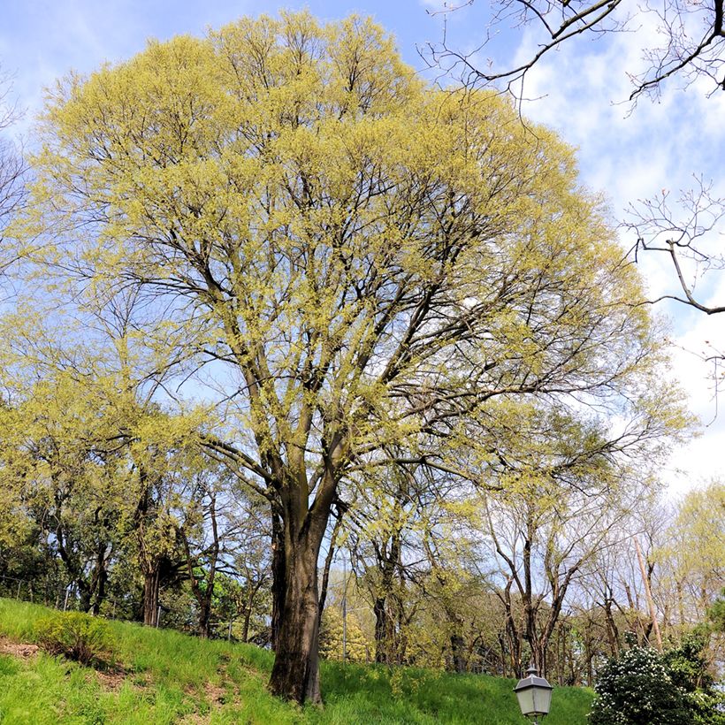 Celtis occidentalis (Hábito)