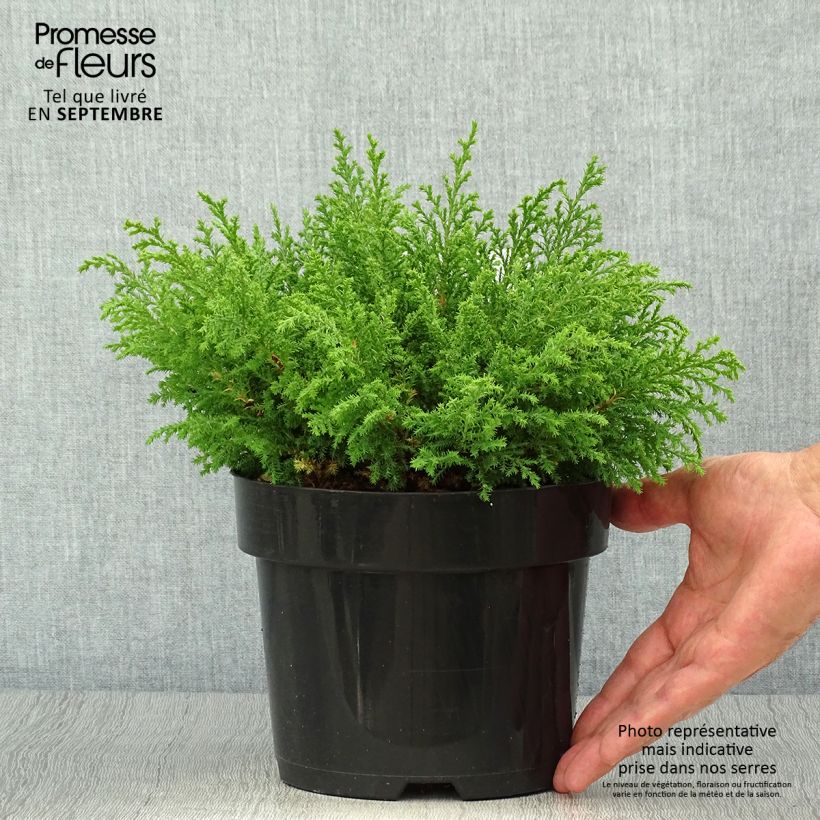Amostra de Microbiota decussata Fuzzball Vaso de 2 L/3 L tal como entregue no outono
