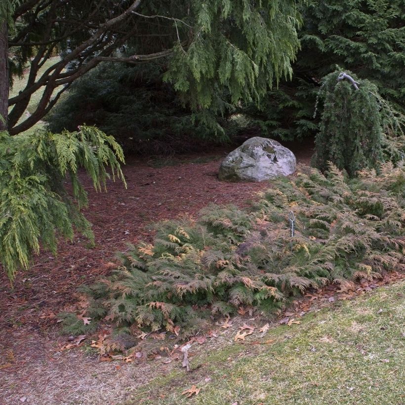 Microbiota decussata Fuzzball (Hábito)