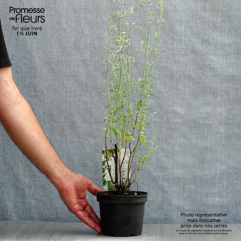 Amostra de Micromeria thymifolia Vaso de 1,5 L/2 L tal como entregue no verão