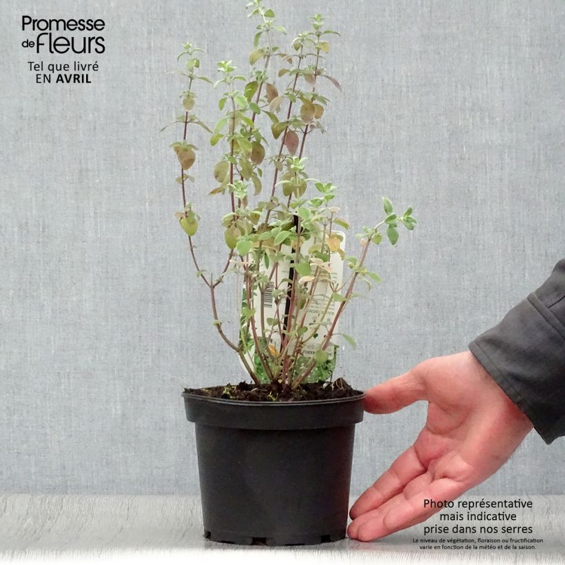 Amostra de Micromeria thymifolia - Micromérie à feuilles de thym, Menthe du César Pot de 1,5L/2L tal como entregue na primavera