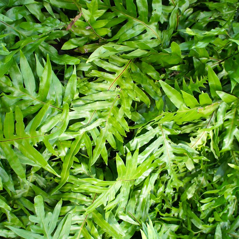 Microsorum diversifolium - Feto canguru (Folhagem)