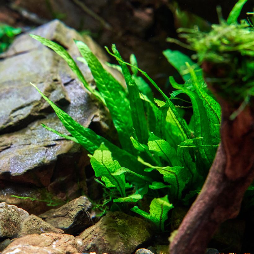 Microsorum pteropus - Feto de Java (Hábito)