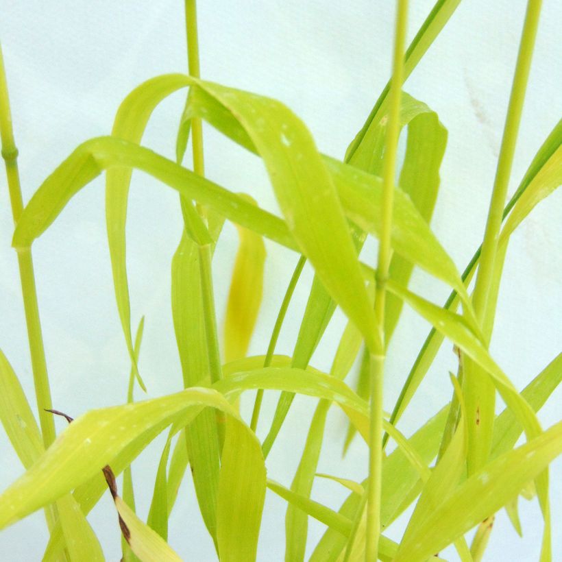 Milium effusum Aureum (Folhagem)