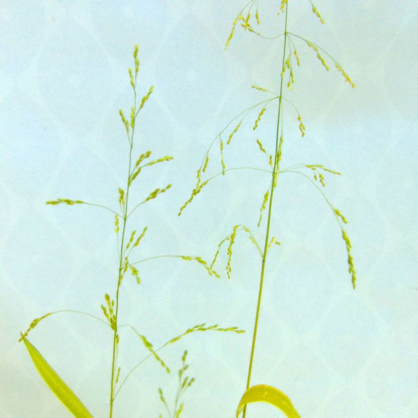 Milium effusum Aureum (Floração)