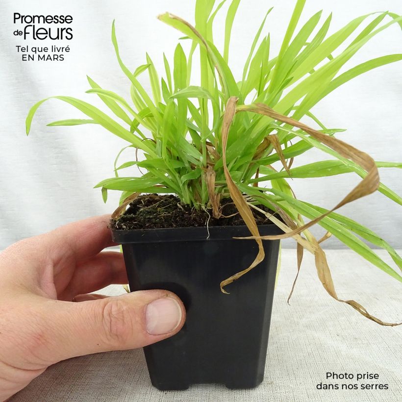 Amostra de Milium effusum Aureum Vaso de 8/9 cm tal como entregue na primavera