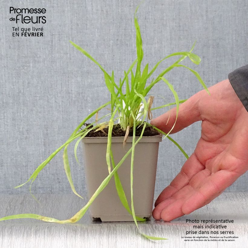 Amostra de Milium effusum Aureum Vaso de 8/9 cm tal como entregue no inverno