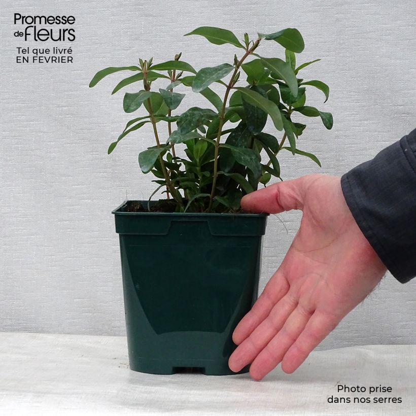 Amostra de Hypericum calycinum Vaso de 2 L/3 L tal como entregue no inverno