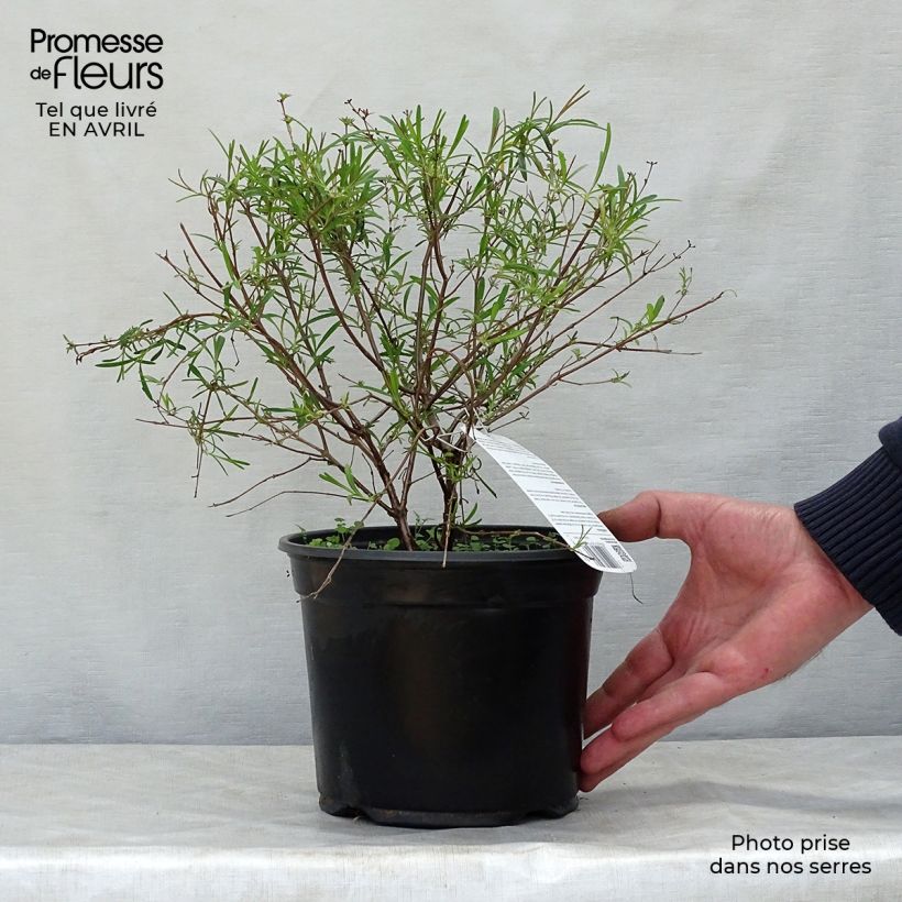 Amostra de Hypericum densiflorum Buttercup Vaso de 2 L/3 L tal como entregue na primavera