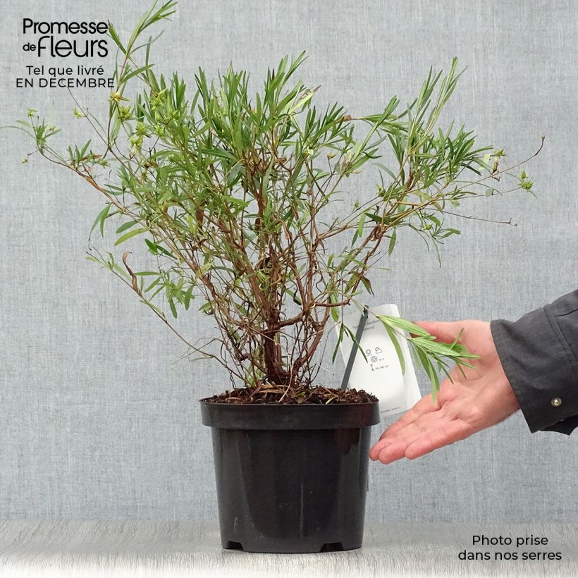 Amostra de Millepertuis - Hypericum densiflorum Buttercup Vaso de 2 L/3 L tal como entregue no inverno