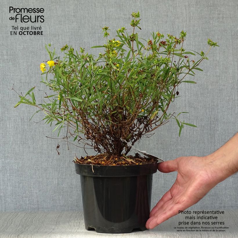 Amostra de Hypericum densiflorum Buttercup Vaso de 2 L/3 L tal como entregue no outono